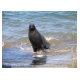 159_Fur Seal.jpg